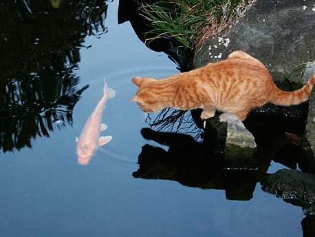 This Will Calm Your Mind: A Lovely Friendship Between a Cat and a Fish Unusual Animal Friends, Orange Fish, Cat Comics, Calm Your Mind, Animals Friendship, Cat Pose, Orange Cats, Beautiful Fish, Cat Boarding