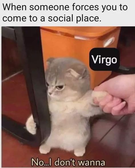 Funny Virgo Quotes Hilarious, Virgo Animal, Virgo Crazy Quotes, Funny Virgo Quotes, Virgo Emotions, Virgo Goddess, Zodiac Signs Colors, Virgo And Aries, Virgo Star Sign