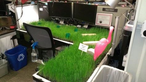 21 Hilarious Office Pranks That (Hopefully) Won't Get You Fired   I think it’s safe to assume that we all work really hard.  Besides the fact that doing anything worthwhile takes hard work and dedication, the trend has been longer and longer hours for American Coworker Pranks, Office Prank, Birthday Pranks, Prank Ideas, Office Pranks, He Came Back, April Fools Pranks, Office Birthday, Good Pranks