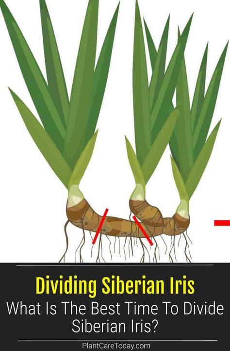 Siberian Iris Care, Siberian Iris Landscaping, Dividing Irises, Montana Gardening, Iris Care, Iris Flowers Garden, Growing Irises, Siberian Iris, Iris Rhizomes