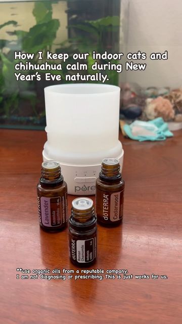 Kim Kaili on Instagram: "The organic essential oils I diffuse to keep my furbabies calm during New Year’s Eve. To order oils or blends ~ https://referral.doterra.me/14695704 #caninebodyworks #happynewyear #newyear #newyearseve #fireworks #calm #naural #holistic #doterra #dōterra #doterraessentialoils #ordernow #essentialoilblends #calmingblend #becalm #relaxing #organic #petsafe #petfriendly #love #oahuhawaii" Nye Essential Oil Blend, New Years Oil Blends, New Year’s Eve Essential Oil Blend, Doterra Antiinflammatory, Neroli Essential Oil Spiritual, Organic Essential Oils, New Year’s Eve, Pet Safe, Doterra Essential Oils