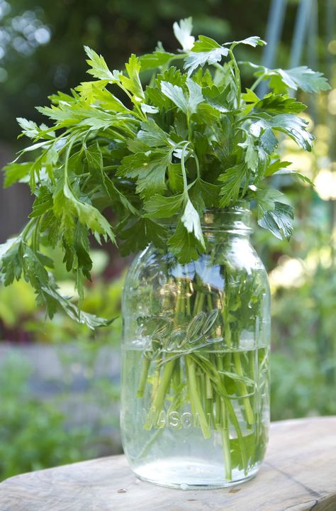 (Image credit: Jayme Henderson) I once read that parsley’s flavor is the “summation of all things green.” I’d say that’s a fitting description of this classic, lively, summer herb. Parsley is one of those herbs that produces exponentially, provided the proper growing situation. If you’re growing some in your garden, you most likely have a Preserve Parsley, Parsley Benefits, All Things Green, Preserving Herbs, Spice Cabinet, Gardening 101, Better Homes And Garden, Dehydrator Recipes, Skin Care Remedies