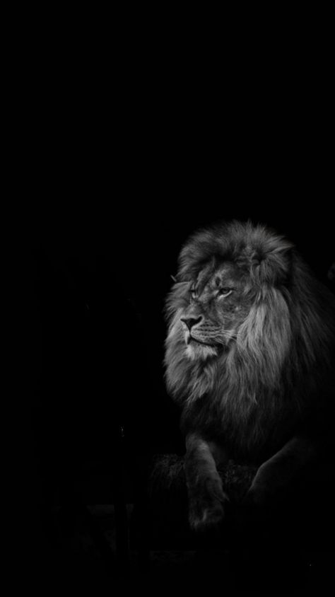 Aslan Wallpapers Iphone, Dark Theme Wallpaper Iphone, Dark Lion Wallpaper, Phone Wallpaper For Men Backgrounds, Lion Wallpaper Hd 1080p, Black Lion Wallpaper, Lion Iphone Wallpaper, Aslan Wallpapers, Leon Wallpaper