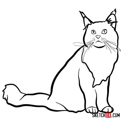 How to draw the Maine Coon cat Mainecoon Cat Drawing, Cat Sketch Drawing, Maincoon Cat, Draw Cats, Simple Cat Drawing, Tonkinese Cat, Cat Anatomy, Cat Steps, Cat Sketch