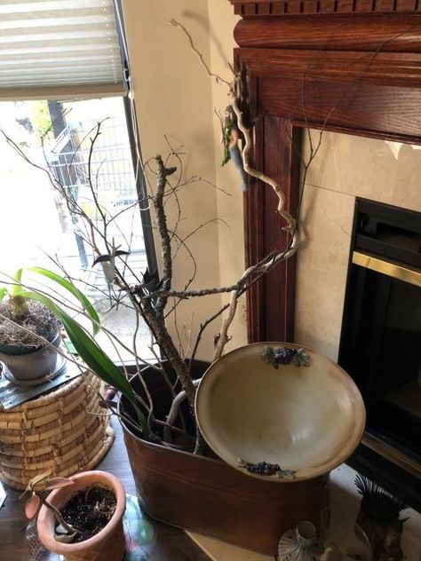 q how to treat branches i bring in to bring outside inside Vase With Branches, Wood Branch, Large Jar, Eastern Shore, Vintage Copper, Chester, Tree Branches, Planter Pots, The Outsiders