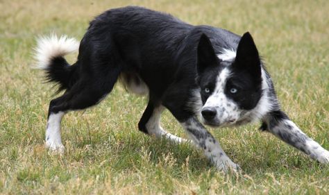 Rising Sun Farm border collie Frank Australian Border Collie, Border Collie Herding, Cray Cray, Border Collie Puppies, It's Coming, Herding Dogs, Border Collie Dog, Australian Shepherds, Purebred Dogs