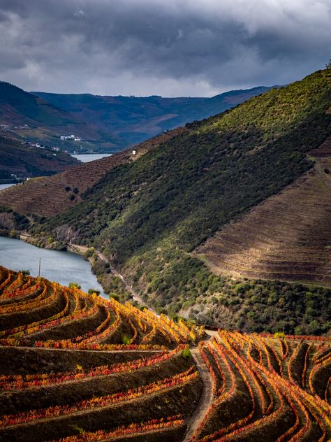 Douro Valley, in Portugal, is probably one of the most beautiful landscapes made with hand men help in the world. The colors in autumn are like a painter pallet already used whose result is always admirable. #portugal #dourovalley# landscape #vineyards #portwine Douro Valley, Port Wine, Travel Ideas, Beautiful Landscapes, Painter, Most Beautiful, Portugal, The World, Travel