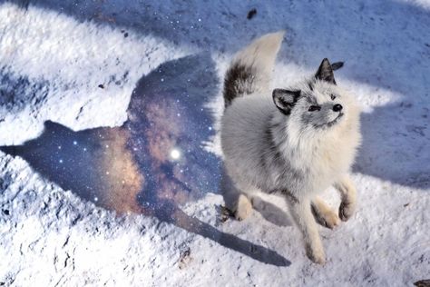 Cutee Animals, Foxes Photography, Pet Fox, Paws And Claws, Arctic Fox, All About Animals, Anime Animals, Forest Friends, Fluffy Animals