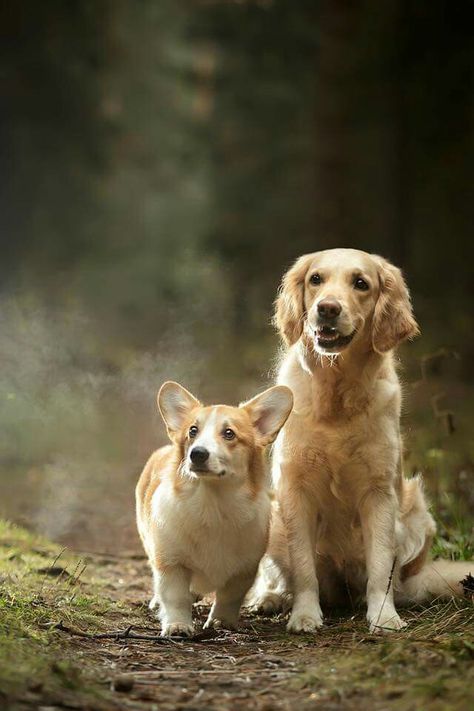 So Beautiful! Corgi And Golden Retriever, Golden Corgi, Corgi X Golden Retriever, Golden Retriever Hd Wallpaper, Corgi Golden Retriever, Big Puppy, Golden Retriever Adventure, Cars Pictures, Cute Fluffy Dogs