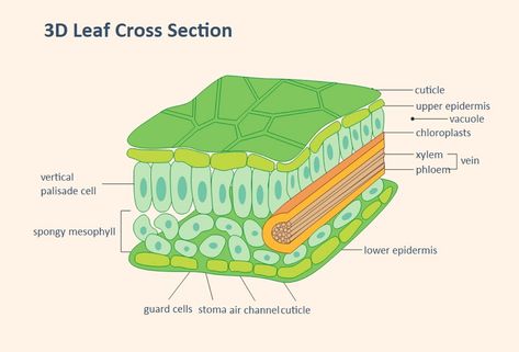 3D Leaf Cross Section for Biology Teaching | EdrawMax Free Editable Template Palisade Cell, Science Diagram, Biology Teaching, Biology Drawing, Biology Diagrams, Cell Diagram, Science Diagrams, Project Timeline Template, Software Project Management