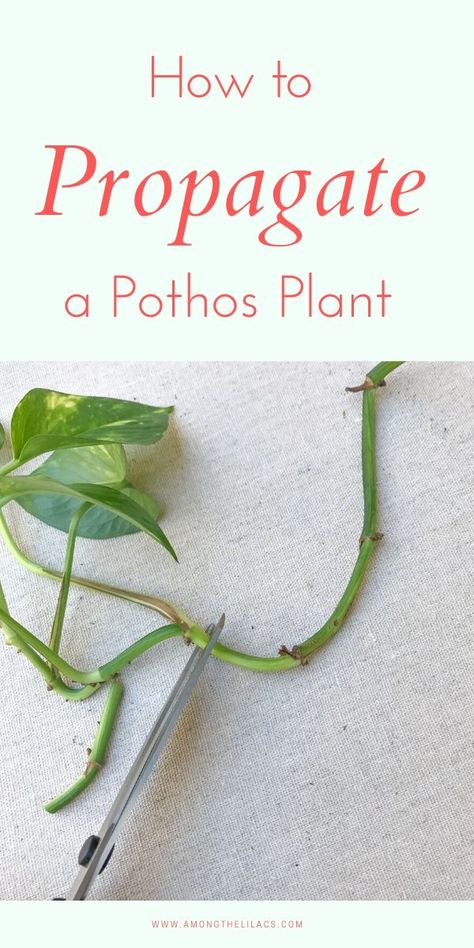 Pruning Pothos Plant, Prune Pothos, Pothos Plant Propagation, Propagating Pothos, Pothos Vine, Potted Plants Patio, Pothos Plants, Witch's Garden, Low Maintenance Indoor Plants