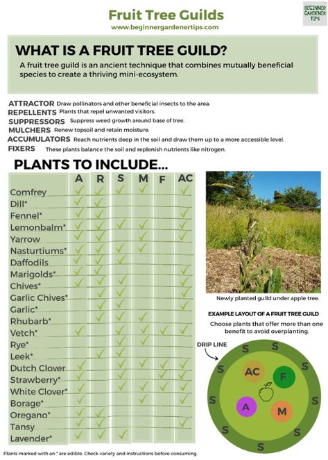 Fruit Tree Guild Companion Planting, Permaculture Fruit Tree Guild, Permaculture Guilds Fruit Trees, Companion Planting Fruit Trees, Food Forest Garden Backyards, Companion Plants For Fruit Trees, Banana Tree Guild, What To Plant Around Fruit Trees, Fruit Tree Guild Permaculture Design