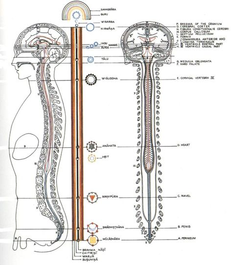 Kundalini Shakti resides in a coiled form at the bottom of our spinal cord. Once the Kundalini Shakti gets “diksha”,it starts flowing from the bottom of our spine where the brain can completely alchemize its energy into vital hormones and higher spiritual energy.Once a full Kundalini has awakened,it completes the circuit from the genital parts to  the brain through the spine.During this,all the seven chakras,experience a breakthrough opening after which the person possesses great intelligence Kundalini Shakti, Secret Energy, Chakra Heilung, Craniosacral Therapy, Kundalini Awakening, Chakra System, Body Energy, Spiritual Energy, Les Chakras