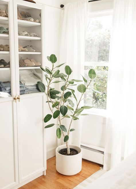 Harlowe James, Walk In Closet Organization, Easy House Plants, Organization Closet, Fiddle Leaf Fig Tree, The Golden Girls, Clean Slate, Home Center, Fiddle Leaf Fig