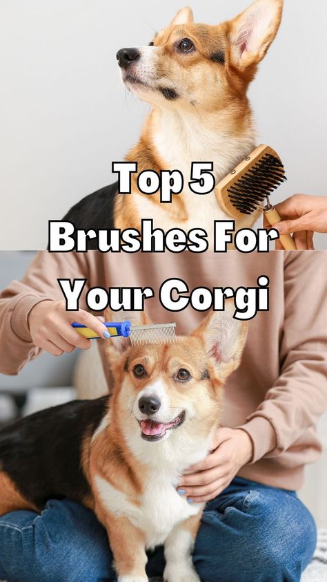 Corgi getting brushed Corgi Haircut Styles, Corgi Puppy Tips, Corgi Must Haves, Corgi Care Tips, Corgi Training Tips New Puppy, Corgi Training, Types Of Brushes, Corgi Accessories, Corgi Cross Breed