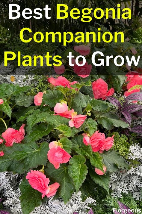 Begonia Companion Plants Begonia In Pots, Begonias In Flower Beds, Begonia Container Ideas, Lantana Companion Plants, Wax Begonias In Pots, Angel Wing Begonias In Pots, Types Of Begonias Plants, Begonia Planter Ideas, Begonia Window Boxes