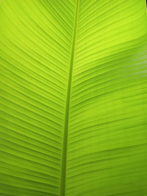 Photo by me 😁 Banana Leaf Texture, Banana Leaf Background, Masjid Al Haram, Black Color Hairstyles, Green Banana, Color Hairstyles, Leaf Texture, Banana Leaves, Leaf Background