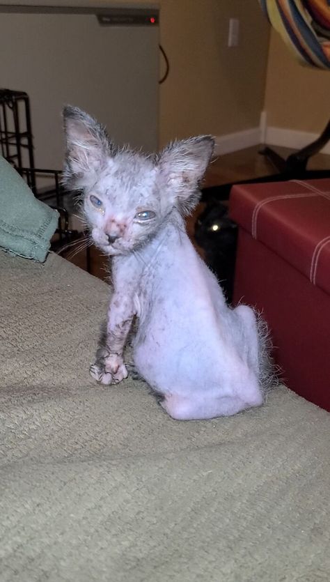 Sick Kitten, Werewolf Cat, Lykoi Cat, Pregnant Cat, Kitten Images, Foster Cat, Rare Cats, Types Of Cats, Foster Kittens