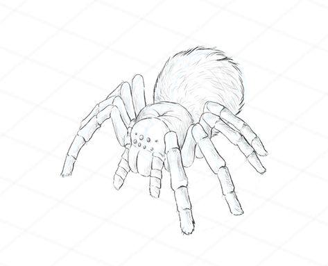 How to Draw Animals: Spiders, Popular Species, Anatomy and Movement Tarantula Drawing, How To Draw Animals, Spider Drawing, Spider Illustration, Live In Australia, Cartoon Drawings Of Animals, Draw Animals, 3d Art Drawing, Spider Art