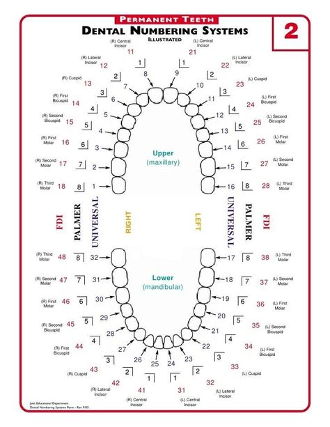 Dentistry Notes, Dental Assistant Study Guide, Dental Charting, Dental Assistant School, Dental Wallpaper, Dental Assistant Study, Dental Hygiene Student, Tooth Chart, Kedokteran Gigi