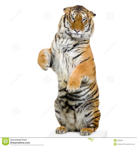 Tiger standing up stock image. Image of cats, female, stalk - 2238223 Tiger Standing, Circus Tiger, Purebred Cats, Infographic Design Layout, Lion Painting, Animals Photography, Animal Reference, Animal References, Cheetahs