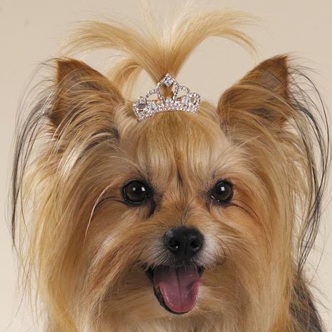 A great tiara is the best way to handle a bad hair day!! :) www.teacuptutucharm.com #pet #bling #rhinestone #tiaras #love #dog #teacuptutucharm Yorkshire Terrier Breeders, Teacup Yorkshire Terrier, Puppies Shih Tzu, Miniature Yorkshire Terrier, Yorkie For Sale, Yorkie Breeders, Shih Tzu Breeders, Toy Yorkshire Terrier, Puppies Maltese