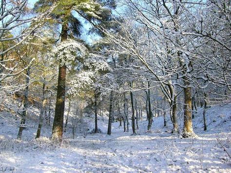 i love the sound of snow crunching under your feet Walking In A Winter Wonderland, Retirement House, Winter Wonder, Its Cold Outside, Baby It's Cold Outside, It's Cold Outside, It's Cold, Cold Outside, Heaven On Earth