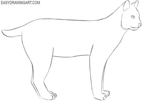 bobcat drawing easy Bobcat Drawing, Ear Parts, Animal Books, Drawing Easy, Learn How To Draw, Smooth Lines, Lynx, Learn To Draw, Easy Steps