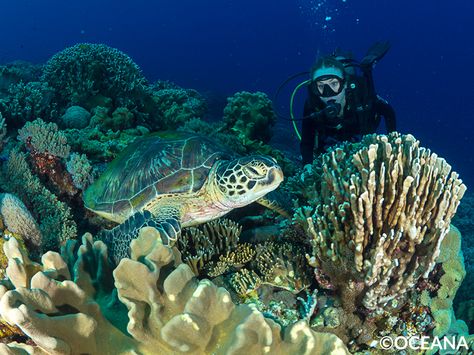 The Philippines lies in the Indo-West Pacific Region, known as the world’s highest biodiversity marine area, and is part of what is known as the "coral triangle," the center of the most diverse habitat in the marine tropics.  Read more: https://goo.gl/16spD8 #OceanaPH #OceanVoices Biodiversity Loss, Marine Ecosystem, Oceans Of The World, The Coral, The Marine, Ecosystem, The Philippines, Marine Life, Habitat