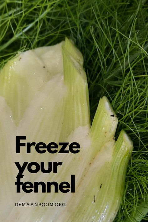 How To Preserve Fennel, How To Freeze Fennel, Preserving Fennel, Fennel Uses, Freeze Herbs, Vacation Recipes, Preserving Fruit, Pre Prepared Meals, Freezing Vegetables