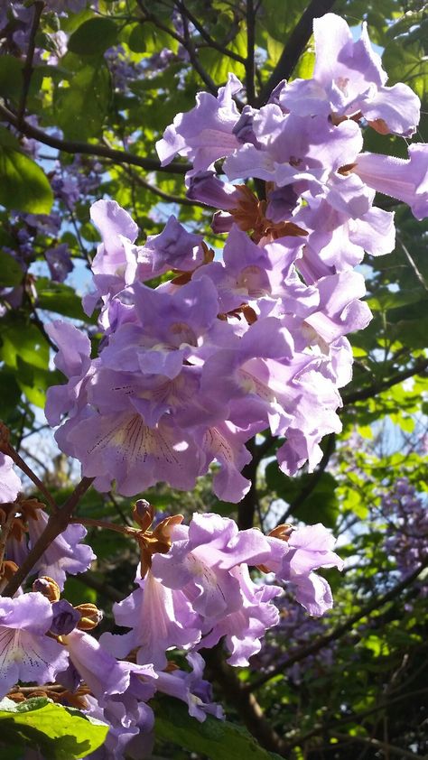 Royal Empress Tree, Paulownia Tomentosa Royal Empress Tree, Japanese Stewartia Trees, Stewartia Tree, Virginia Flowers, Royal Purple Smokebush Tree, Paulownia Tree, Empress Tree, Purple Queen Plant, Tropical Trees