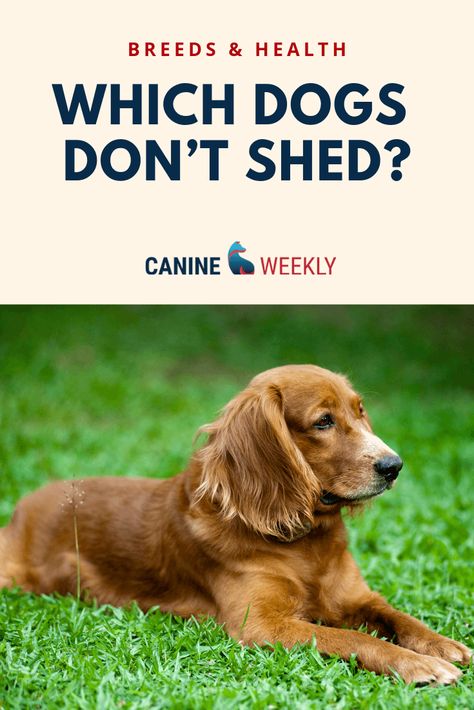 Big Dogs That Dont Shed, Dogs That Dont Shed, Low Shedding Dog Breeds, Non Shedding Dog Breeds, Dog Photo Ideas, Low Shedding Dogs, Best Small Dog Breeds, Dog Breeds That Dont Shed, Family Dogs Breeds