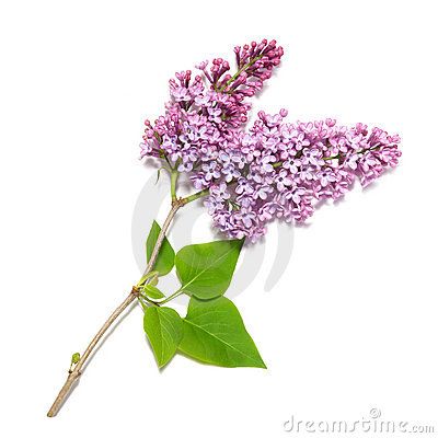 Violet lilac branch Lilac Branch, Leaf Decoration, Artwork Inspiration, Leaf Images, Botanical Art, Decor Art, Tattoo Art, Flower Tattoo, Floral Arrangements