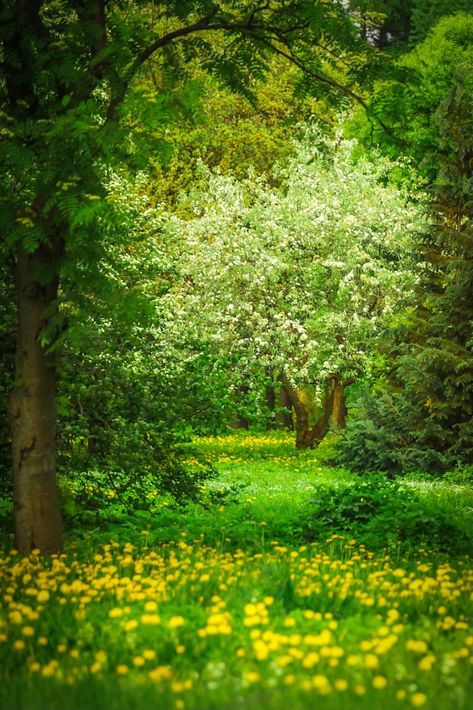 Photoshop Backgrounds Free, Forest Scenery, Spring Forest, Blur Photo Background, Forest Photos, Instagram Prints, Spring Landscape, Forest Photography, Photoshop Backgrounds