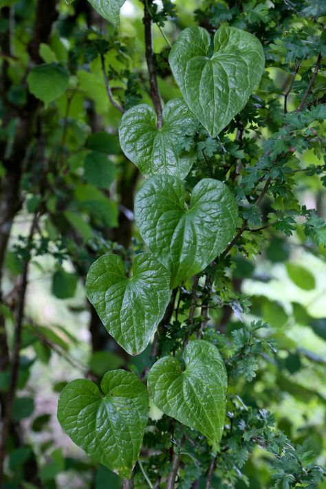 Black bryony leaves | I just love the heart shape of the lea… | Flickr Heart Shape Leaf, Money Plants, Poison Garden, Leaf Photography, Money Plant, Nature Tree, Tree Diy, Photo Challenge, Art Aesthetic