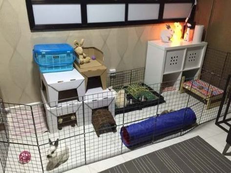 Playpen Setup – Bunny Wonderland Indoor Bunny Setup, Bunny Setup, Indoor Bunny, Pet Bunny Rabbits, Plastic Mat, Rabbit Care, Pet Bunny, Bunny Rabbits, Parquet Flooring