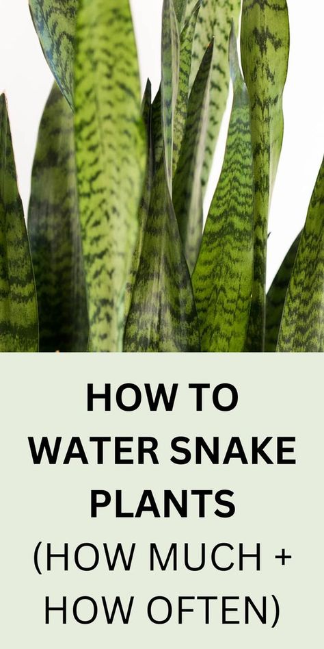 Cane Plant Care, Snake Plant Decor, Indoor Plants For Beginners, Houseplant Aesthetic, Snake Plant Indoor, Cane Plant, Garden Snake, Houseplants For Beginners, Easy Houseplants