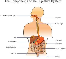 Diagram of digestive system | Simple digestive system diagram | Digestive system easy Digestive System Parts, Pharmacy Images, Digestive System Diagram, Anatomy Body Parts, Medicine Images, Lab Image, Free Human Body, Human Digestive System, Pharmacy Medicine