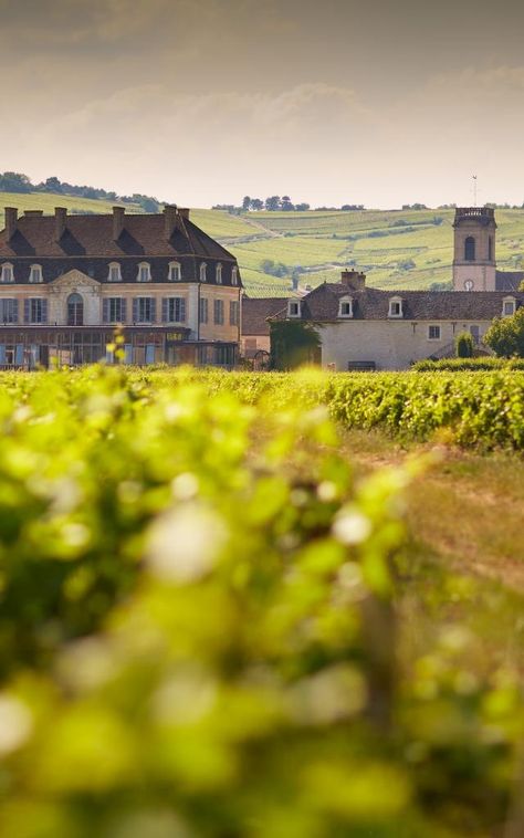 10 must-see wineries | Beaune and the Beaune region Tourism – Burgundy Beaune France, Wine Chateau, Honeymoon Essentials, Village Festival, Paris Versailles, Lavish Wedding, Better Instagram, Wine Tourism, France Trip