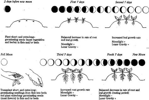 Click to Close Biointensive Gardening, Biodynamic Gardening, Planting Calendar, Lunar Cycle, Moon Garden, Moon Cycles, Moon Signs, Veggie Garden, Edible Garden