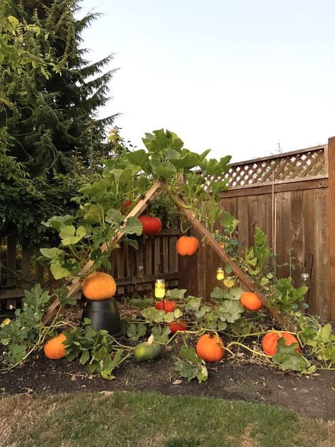 Vegetable Garden Idea, Vegetable Gardens Ideas, Vegetables Garden Ideas, Garden Design Vegetable, Backpack Wall, Gardens Backyard, Garden Ideas Vegetable, Vegetable Gardening Ideas, Backyard Vegetable Garden