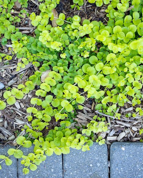 Creeping Jenny Plant, Flowers For Summer, Front Flower Beds, Summer Planter, Garden Wall Designs, Creeping Jenny, Perennial Flowers, Ground Cover Plants, Replant