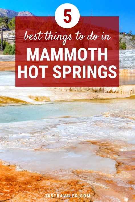 Other than Old Faithful, Mammoth Hot Springs may be the most popular place to visit in Yellowstone National Park. Mammoth Hot Springs is kind of like a small town in the park, so it’s no wonder people like to visit. Here are 5 things to do while visiting Mammoth Hot Springs. Mammoth Springs Yellowstone, Mammoth Hot Springs Yellowstone, Yellowstone Hot Springs, Mammoth Hot Springs, Montana Travel, Spring Pictures, Old Faithful, Summer Road Trip, Place To Visit