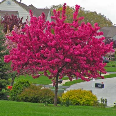 A Fiery Explosion of Vibrant Blossoms in Springtime Trees For Front Yard, Landscaping Trees, Crabapple Tree, Zone 5, Flower Landscape, Ornamental Trees, Beautiful Flowers Garden, Garden Landscape Design, Garden Trees