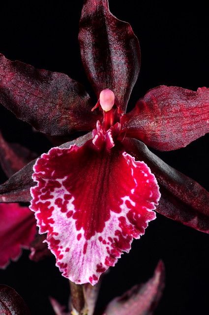 Orchid Photography, Red Orchids, Rare Orchids, Exotic Orchids, Unusual Flowers, Airbrush Art, Orchid Plants, Beautiful Orchids, Exotic Plants