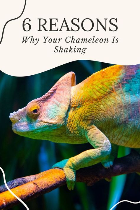 Chameleons are fascinating creatures that make great pets, but they can also be quite delicate. If you’re a chameleon owner, you may have noticed your pet shaking or trembling at times. While this behavior is completely normal in some cases, it can also be an indication of something else, such as stress, improper care, Chameleon Care, Veiled Chameleon, Communication Methods, Bone Diseases, Swollen Legs, Chameleons, Hiding Spots, Leopard Gecko, Bearded Dragon