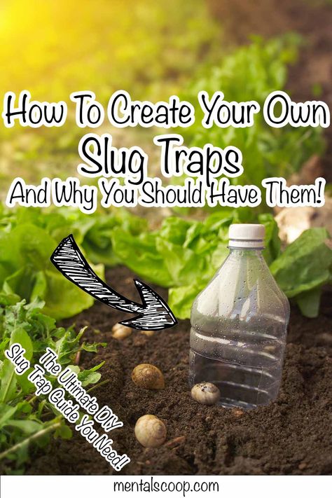 How To Create Your Own Slug Traps And Why You Should Have Them! Diy Slug Trap, Slug Trap, Getting Rid Of Slugs, Yard Project, Beneficial Insects, Yogurt Cups, Garden Pests, Garden Soil, Small Garden