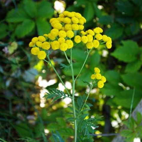 The botanical nameof Costmary is Balsamita vulgaris. Costmary inhalation is a useful remedy for catarrh, helping to clear the nasal passages. Healing Flowers, Medical Herbs, Medicinal Herb, Fly Repellant, Food Forest, Herbaceous Perennials, Herb Seeds, Edible Plants, Garden Soil