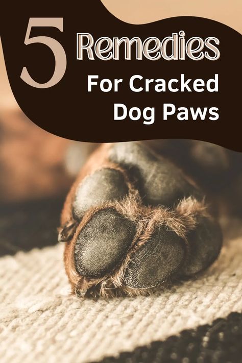 Dog Paw Remedies, Dry Dog Paws, Dog Paw Protection, Dog Paw Pads, Holistic Pet Care, Paw Care, Coconut Oil For Dogs, Soft Paws, Dog Remedies