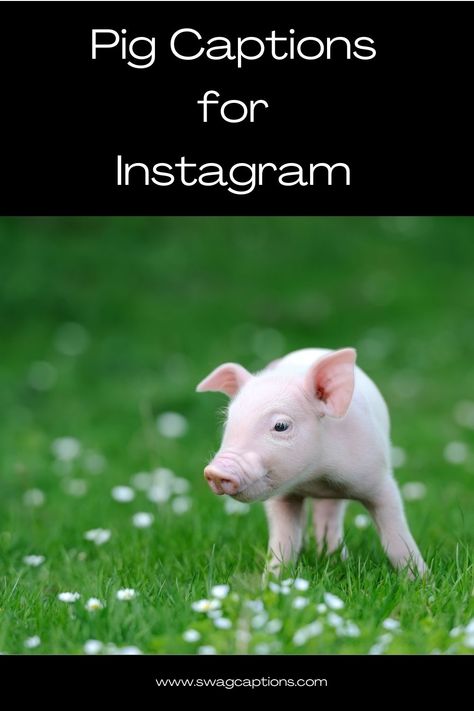 Oink-tastic pig captions for Instagram! Unleash your love for adorable pig pictures with these witty and charming captions. Let the cuteness overload begin! #PiggyLove #PorkyPerfection #SquealWorthy #PiggyCaptions #HoggingTheLimelight #PiggyGram #PiggyPoses #OinktasticMoments #PiggyPerfection #CuteAsAPiglet #PiggyAdventures #InstaPiggy Pig Sayings Quotes, Pig Quotes Funny, Pig Quotes, Pigs Quote, Pig Island, Of Captions, Animal Captions, Captions For Instagram Posts, Cute Captions